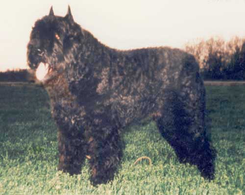 Bouvier ARRAS vd STATORHOF